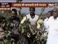 1.-IND24-17-January-2016-Guava-cultivation-bacame-a-Boon-1