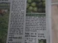 5.-The-States-Guava-is-being-exported-all-over-the-country-Raipur-CG