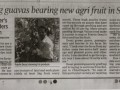 9.-TOI-Surat-Gujarat-15-February-2015-Giant-1-Kg-Guava-bearing-New-Agri-Fruit