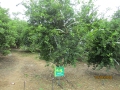 VNR-Bihi-Guava-Trial-at-KVK-Gwalior-MP-Sep-2024-3