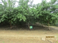 VNR-Bihi-Guava-Trial-at-KVK-Gwalior-MP-Sep-2024-4