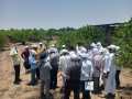 Custard Apple Pruning Training Sitaphal Mahasangh Grower Jalna MH May 2023-1