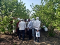 Custard Apple Pruning Training Sitaphal Mahasangh Grower Jalna MH May 2023-4