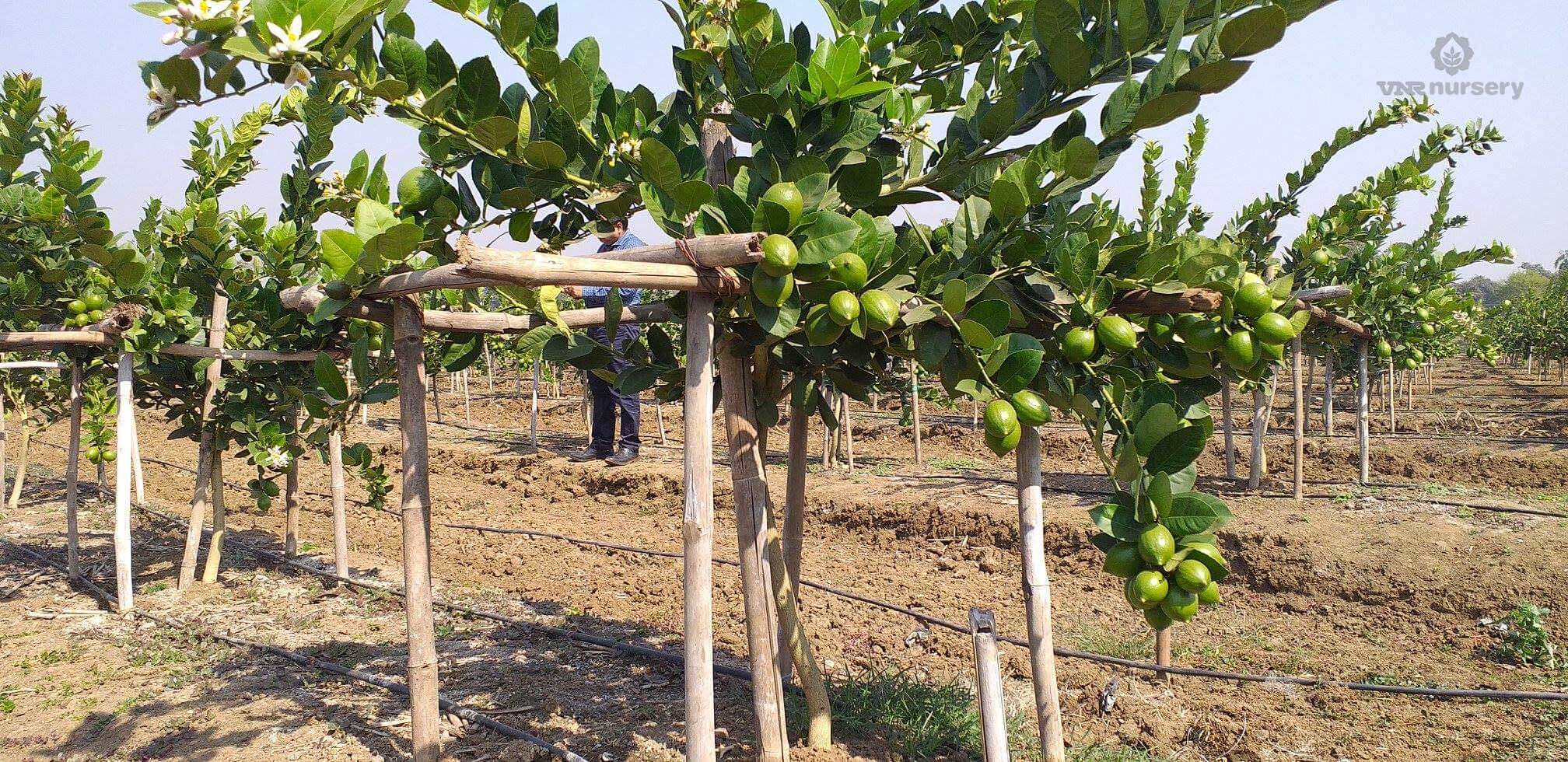 Konkan Lemon | VNR Nursery