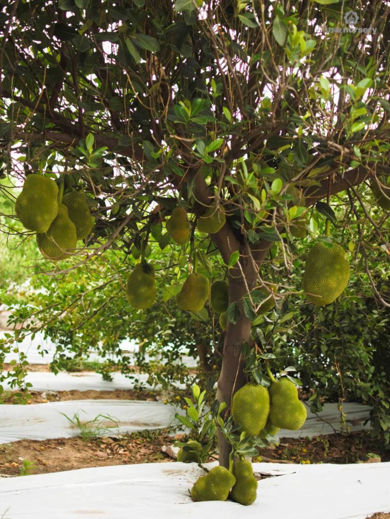 VNR Jackfruit | VNR Nursery